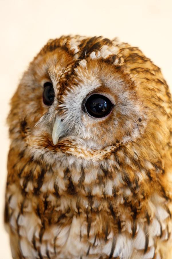 Hotel Owl Tokyo Nippori Екстериор снимка